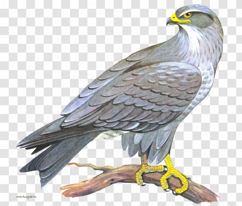 Falcon Clip Art - Bird Of Prey Transparent PNG