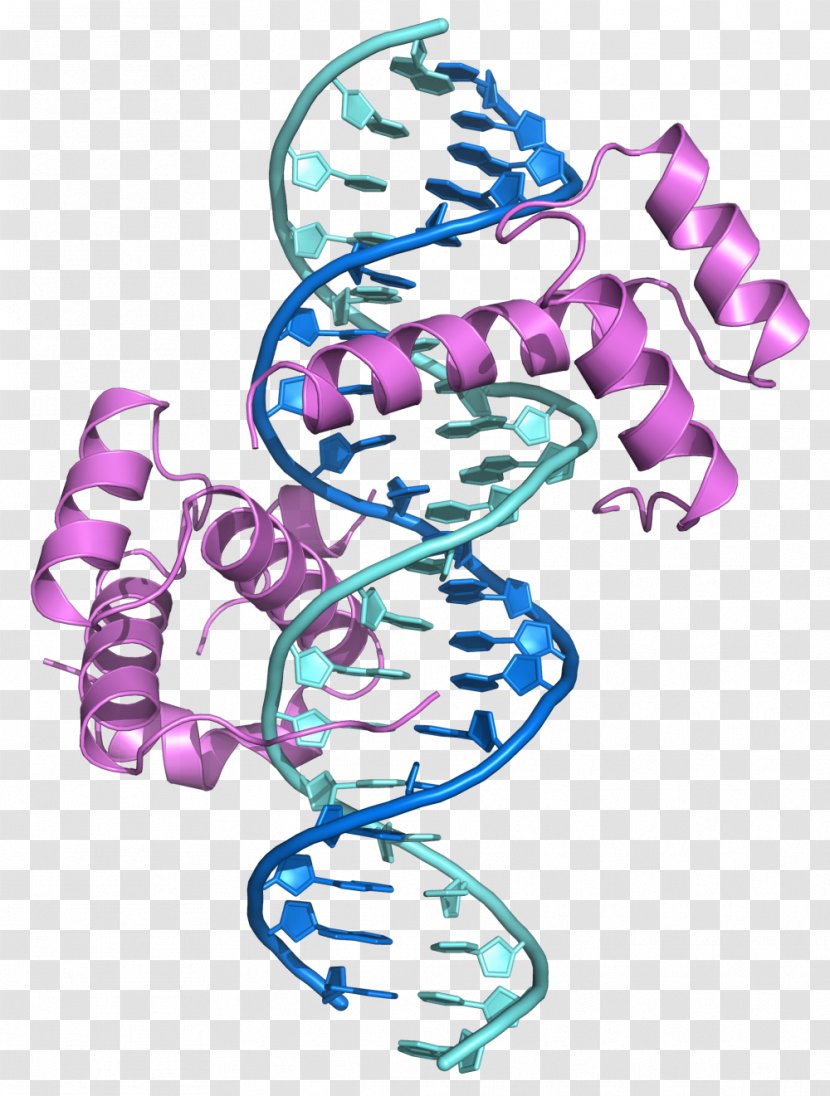 Hox Gene Homeobox PBX1 Protein HOXB1 - Transcription - DNA Transparent PNG