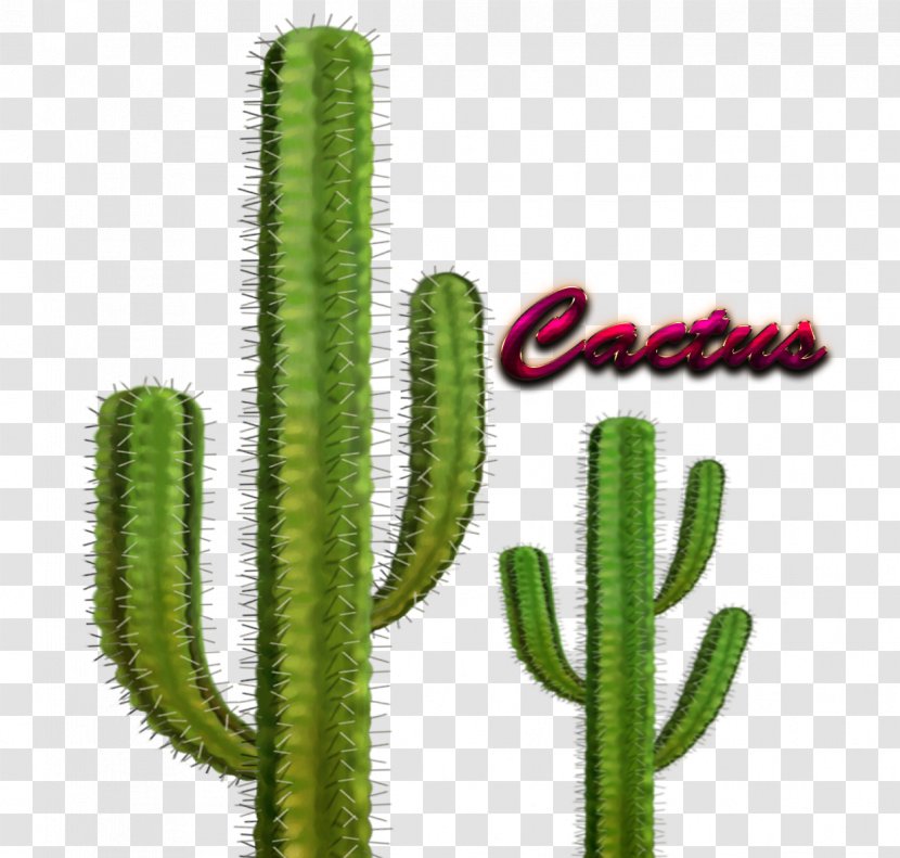 Cactaceae Barrel Cactus Plant Ferocactus Glaucescens Echinocactus Grusonii - Hedgehog Transparent PNG