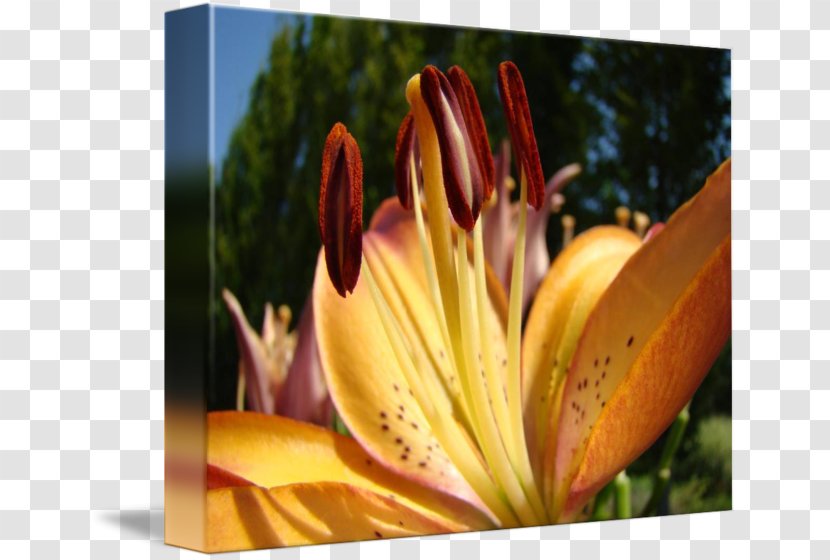 Close-up Daylily Wildflower Lily M - Orange Transparent PNG