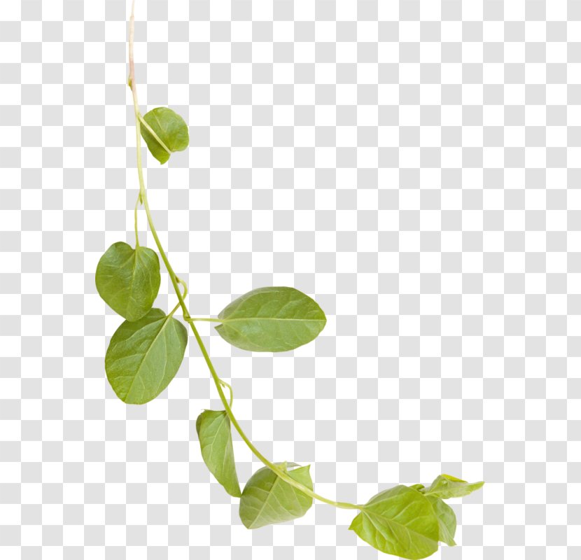 Plant Stem Leaf Product Branching Plants - Branch - Foliage Save Papier Transparent PNG