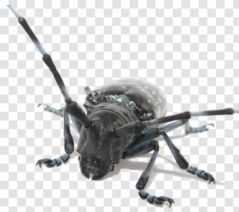 Longhorn Beetle Asian Long-horned Pest Monochamus Scutellatus - Arthropod Transparent PNG