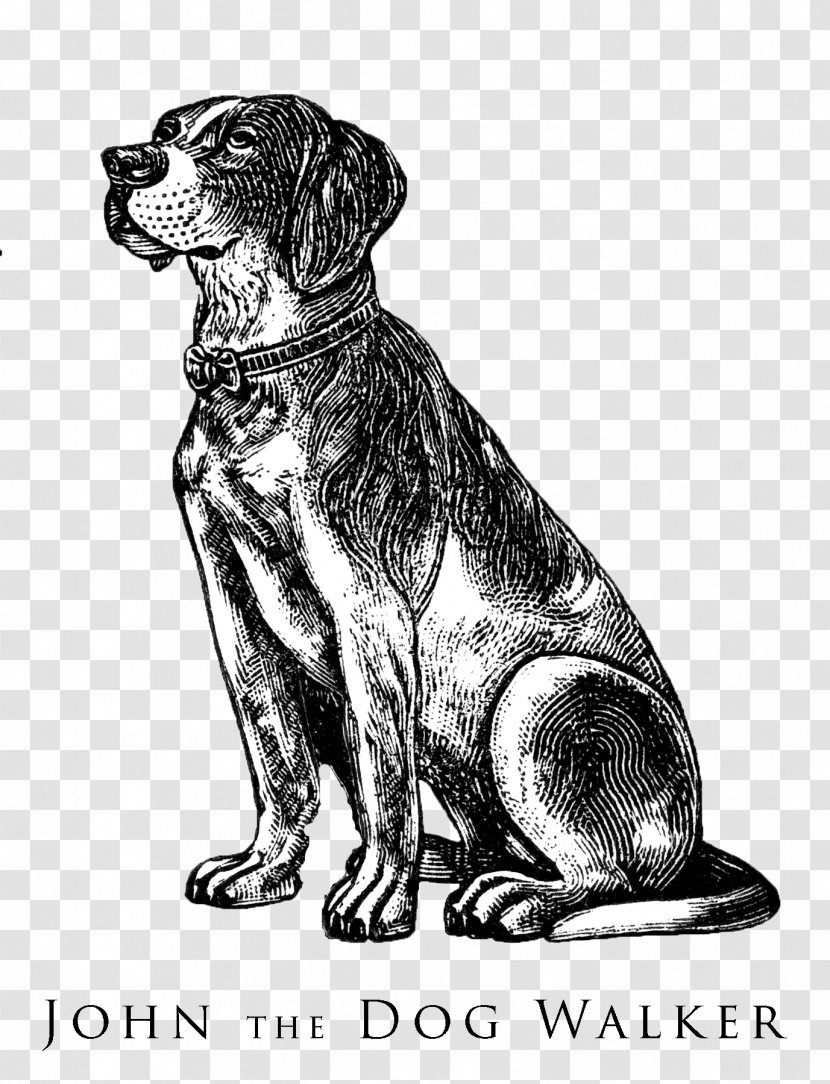 Beagle Bulldog Puppy Pointer Pet Sitting - Animal Illustrations - Labrador Transparent PNG