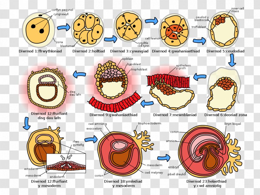 Human Embryogenesis Development Fertilization - Cartoon - Germ Cell Transparent PNG