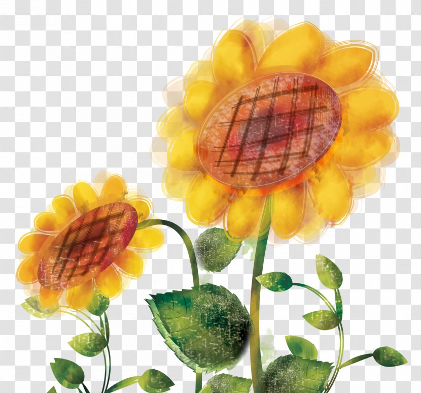 Common Sunflower Oil Illustration - Flower Transparent PNG
