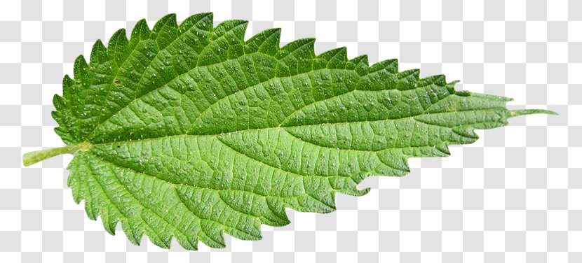 Common Nettle Leaf Plant Herb Transparent PNG