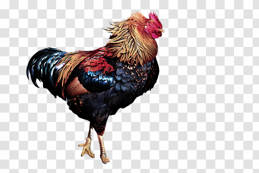 Chicken Bird Rooster Comb Poultry Transparent PNG