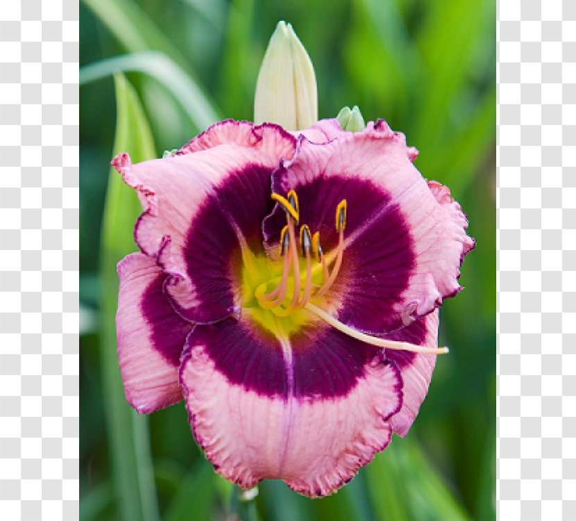 Daylily Perennial Plant Rhizome Bulb Flower Transparent PNG