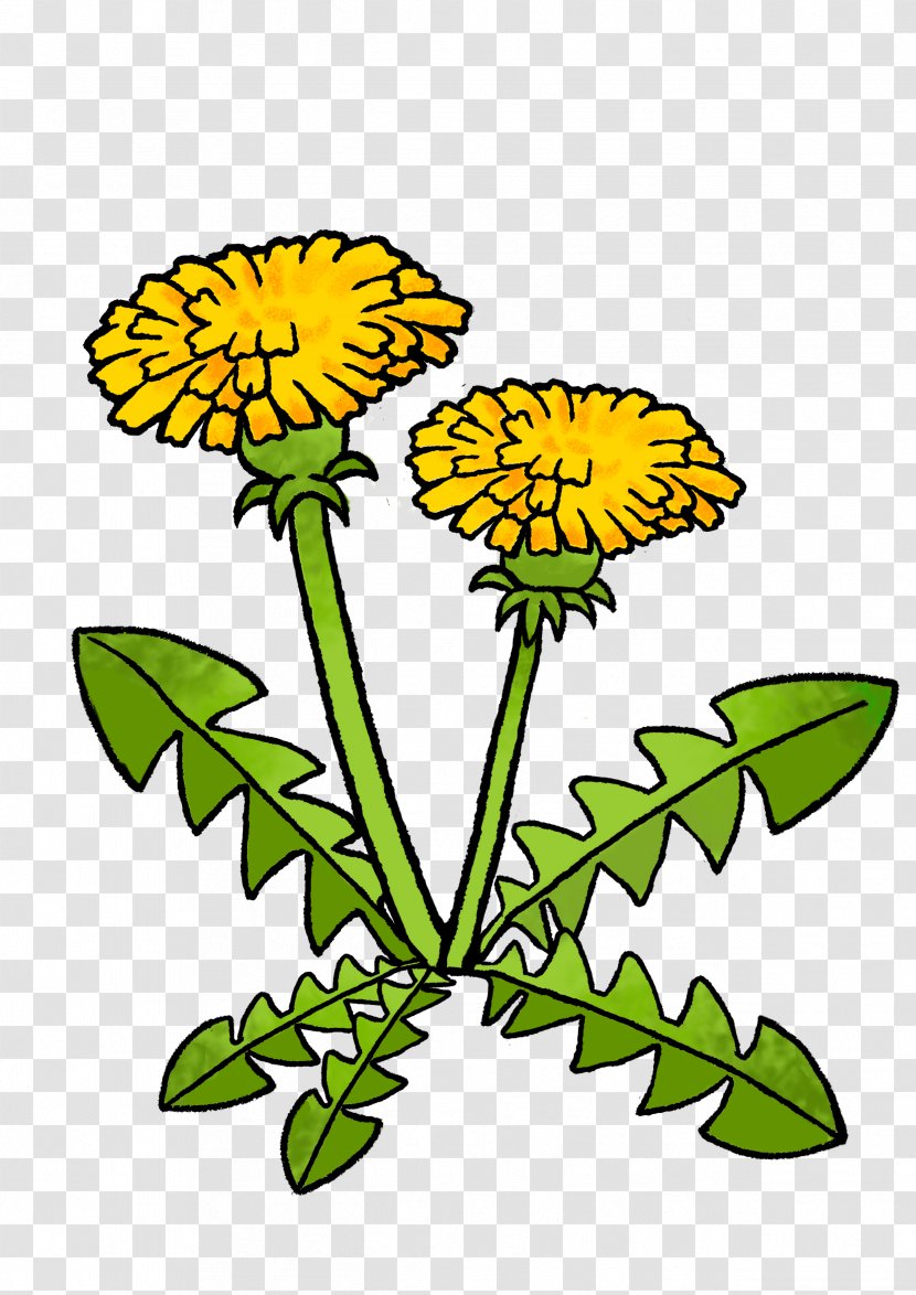 Dandelion Clip Art Floral Design Chrysanthemum Cut Flowers - Artwork - One On Transparent PNG