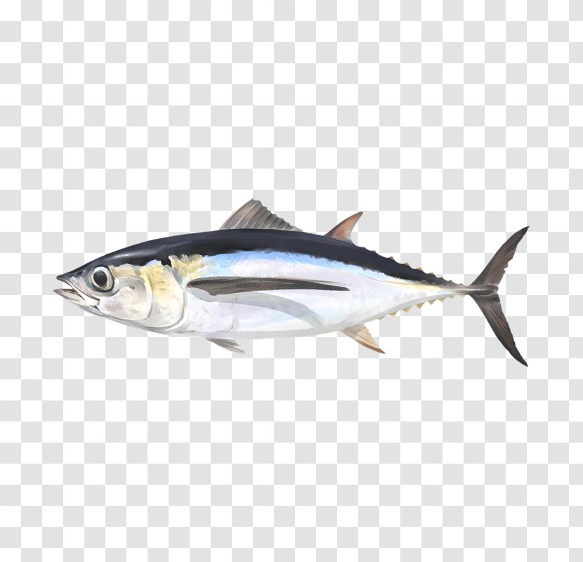 Mackerel Albacore Sardine Thunnus Fish Products - Bony Transparent PNG