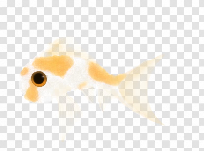 Goldfish Desktop Wallpaper Close-up Computer Ear Transparent PNG