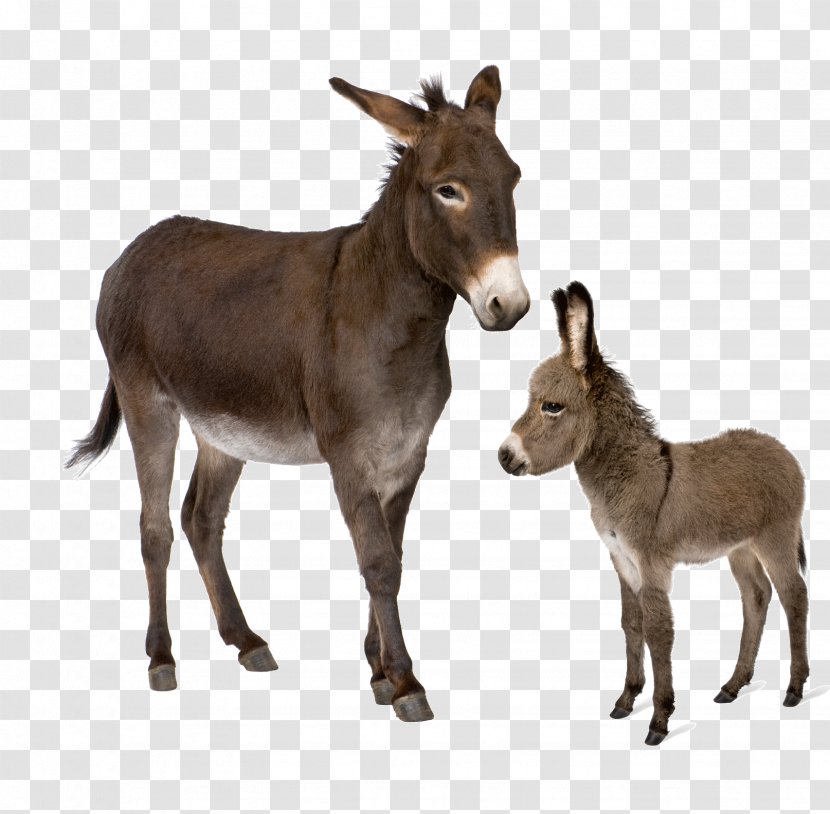 Donkey Horse Stock Photography Desktop Wallpaper Transparent PNG