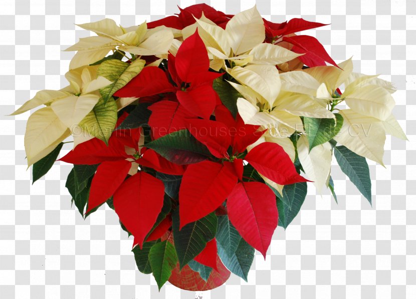 Floral Design Cut Flowers Poinsettia Flower Bouquet Transparent PNG