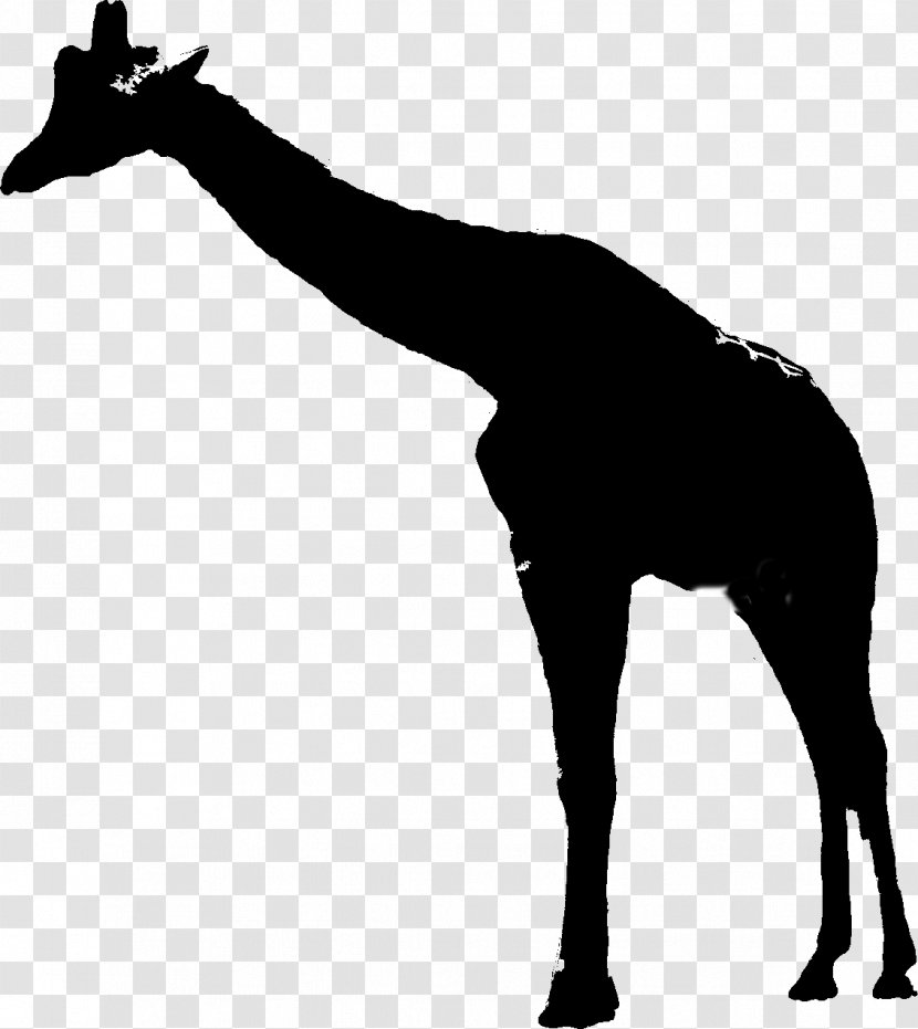 Giraffe Mustang Mane Neck Pack Animal - Terrestrial - Giraffidae Transparent PNG