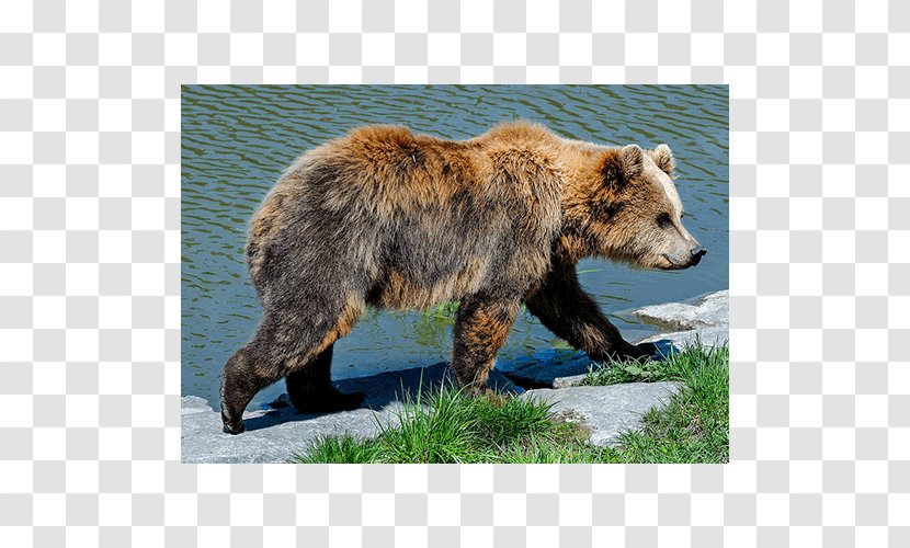 Grizzly Bear Terrestrial Animal Wildlife Transparent PNG