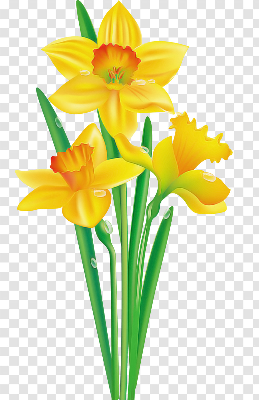 Flower Yellow Cut Flowers Petal Narcissus Transparent PNG