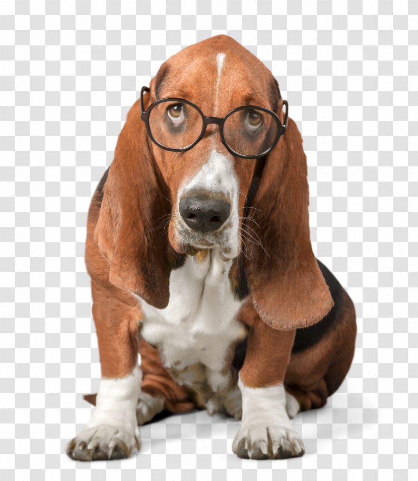 Basset Hound Puppy Stock Photography Abalee Cattery & Kennels Transparent PNG