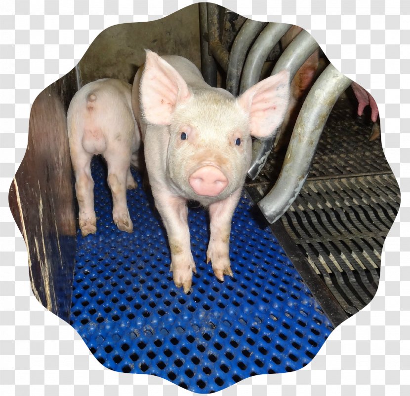 Domestic Pig Pig's Ear Snout Transparent PNG