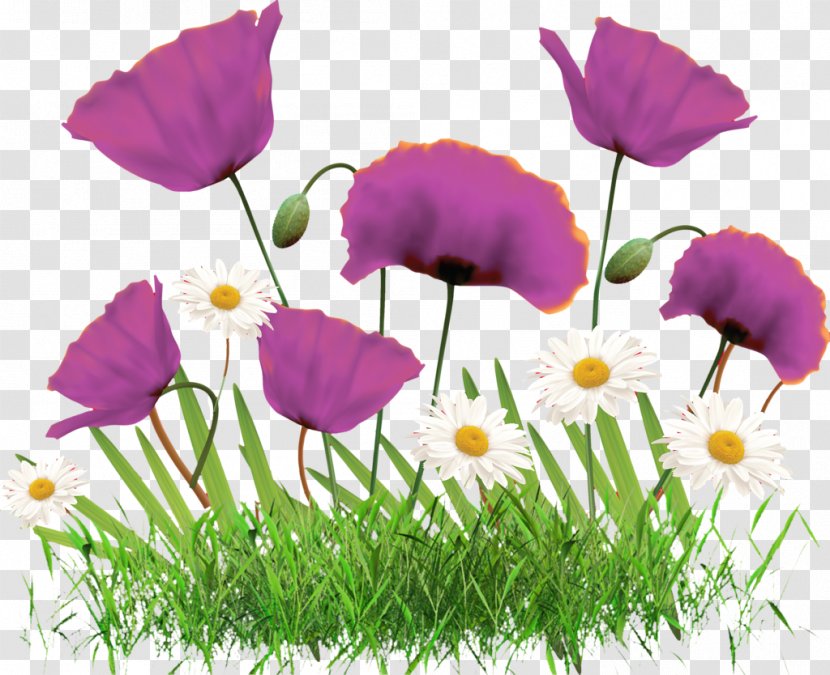 Flower Floral Design Common Daisy Clip Art - Plant Stem Transparent PNG