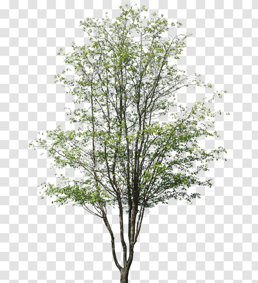 Architectural Drawing Architecture Building Tree - Architect - Deciduous Transparent PNG