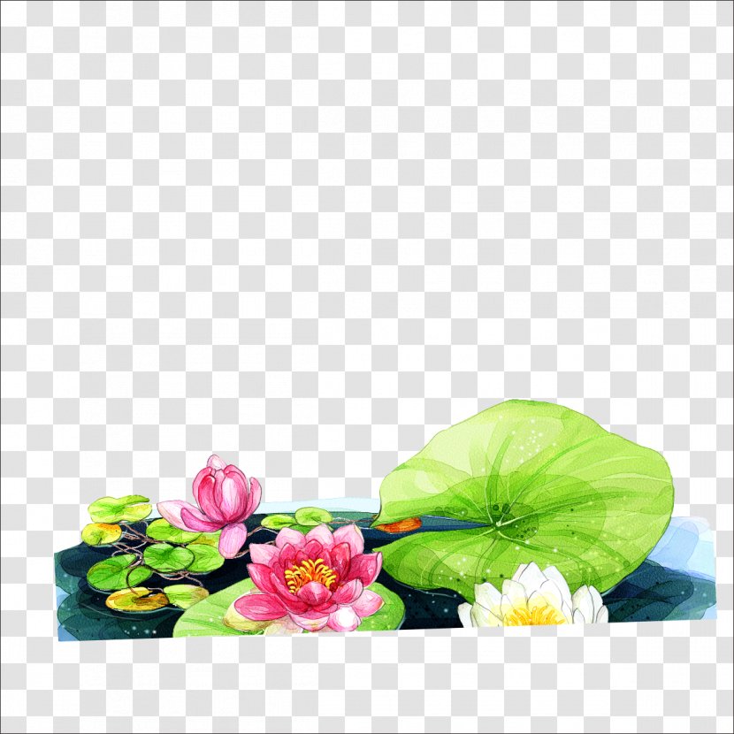 Lotus Cars Nelumbo Nucifera - Flower - Chongyang Transparent PNG