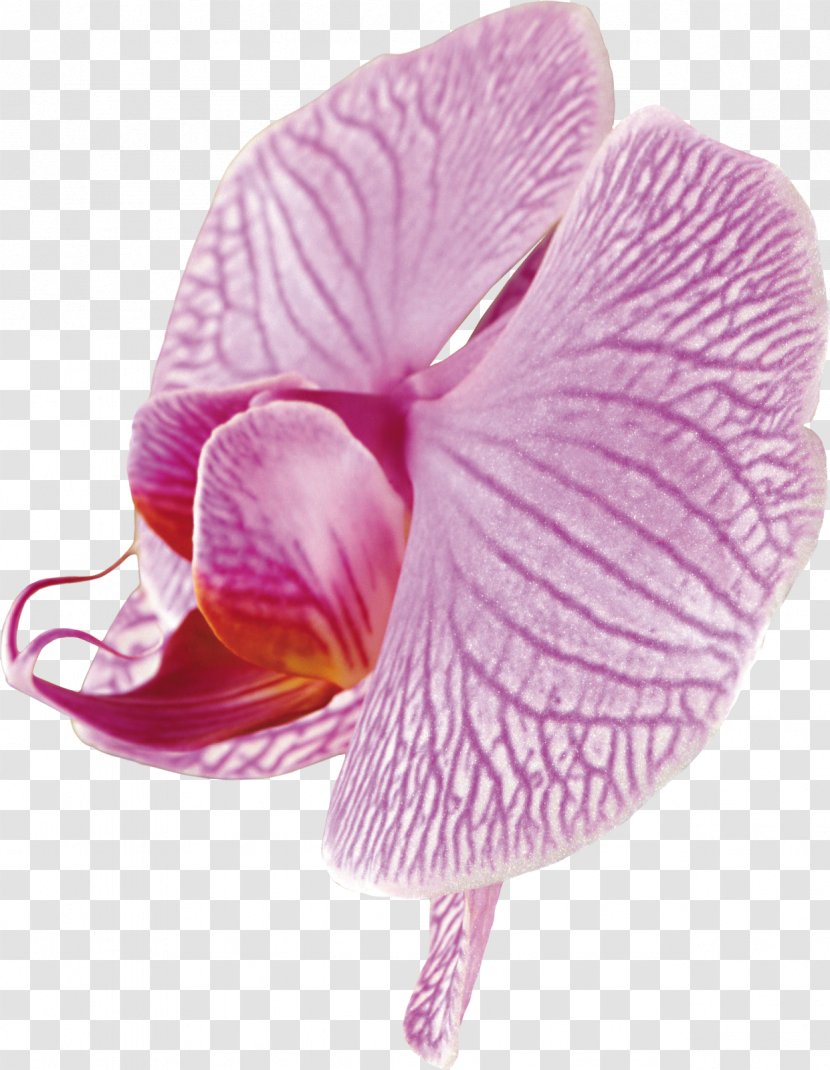 Moth Orchids Clip Art - Magenta - Beautiful Orchid Photo Frame Transparent PNG