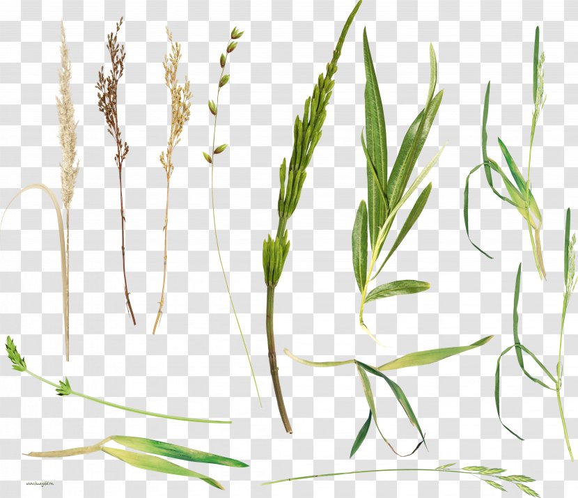 Herbaceous Plant Herbalism Stem - Fresh Grass Transparent PNG