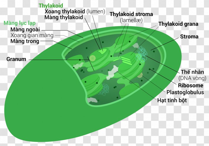 Intermembrane Space Chloroplast Mitochondrion Stroma Vacuole - Technology - Chep Transparent PNG