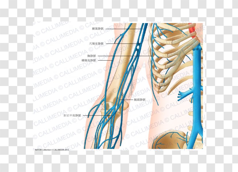 Finger Shoulder Vein Human Anatomy - Watercolor - Arm Transparent PNG