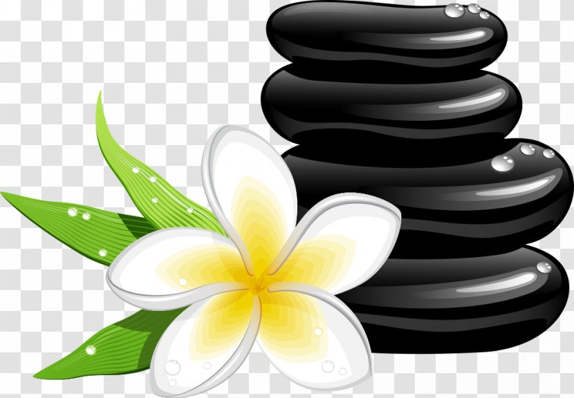 Spa Cosmetology Massage Clip Art - Istock - Vector Frangipani And Stones Transparent PNG