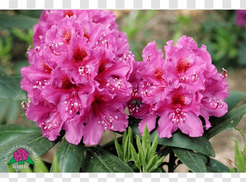 Azalea Rhododendron Annual Plant Herbaceous Transparent PNG