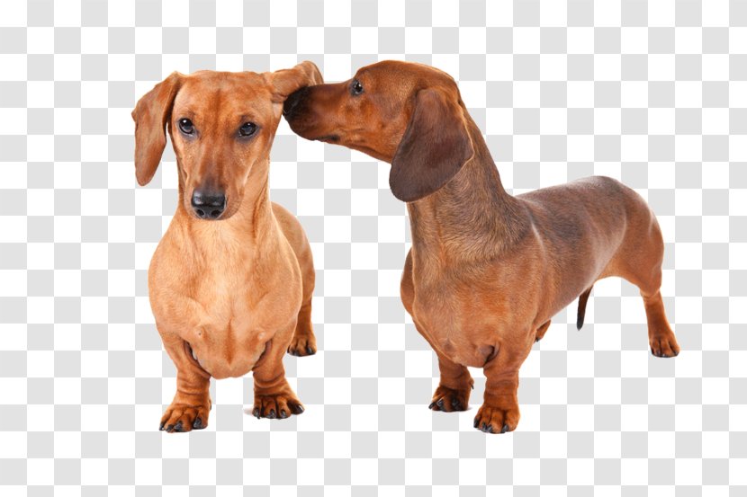 Dachshund Rottweiler Dog Breed Puppy Pet Transparent PNG