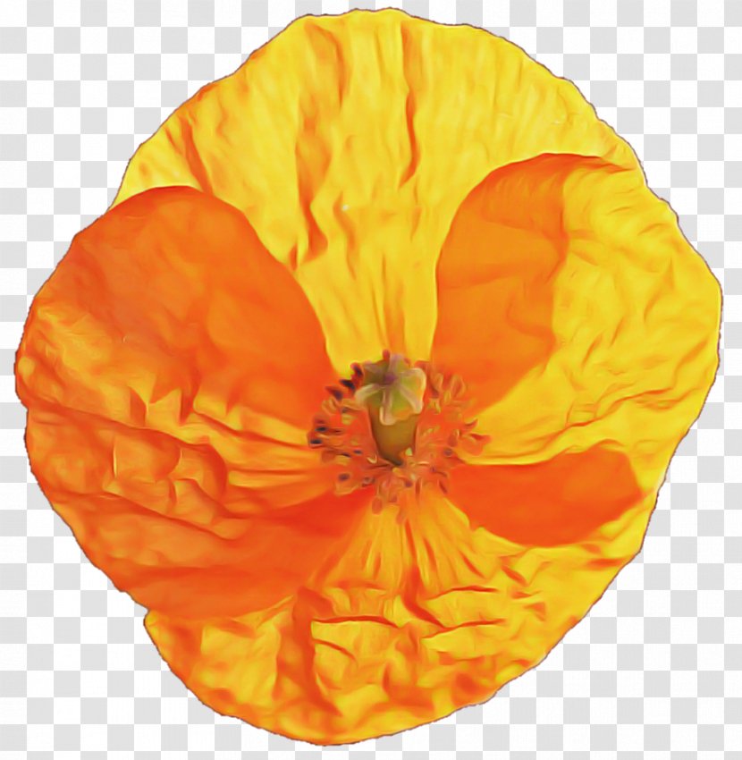 Orange - Perennial Plant - Poppy Family Transparent PNG