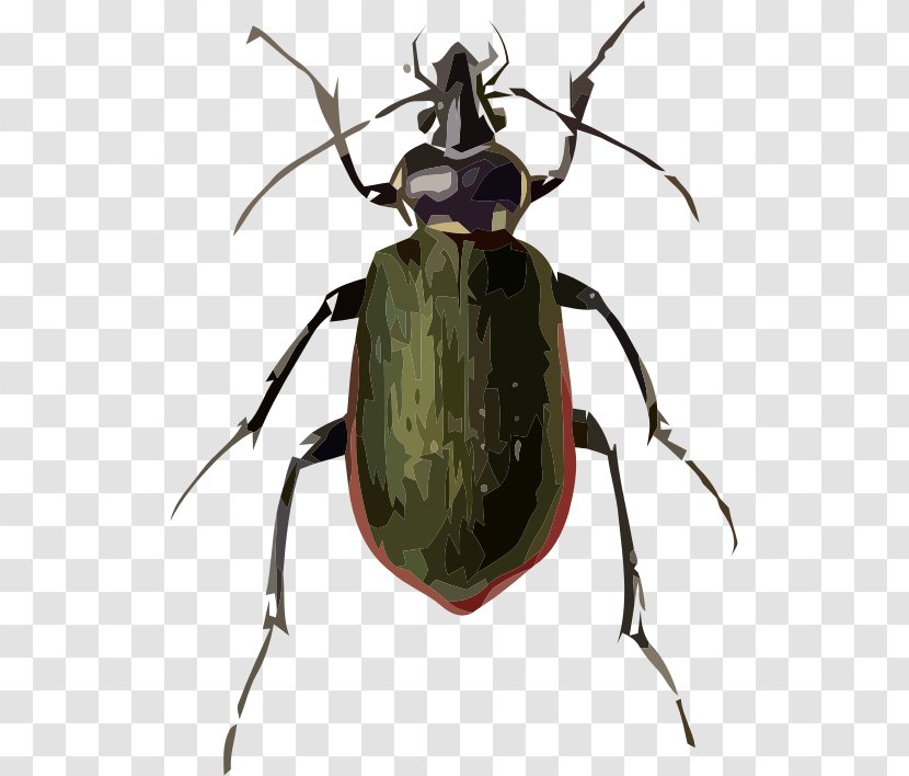 Beetle Drawing Fiery Searcher Sketch - Line Art Transparent PNG