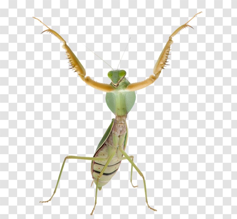Boxer Mantis Insect Locust Theopropus Elegans - Royaltyfree - Praying Transparent PNG