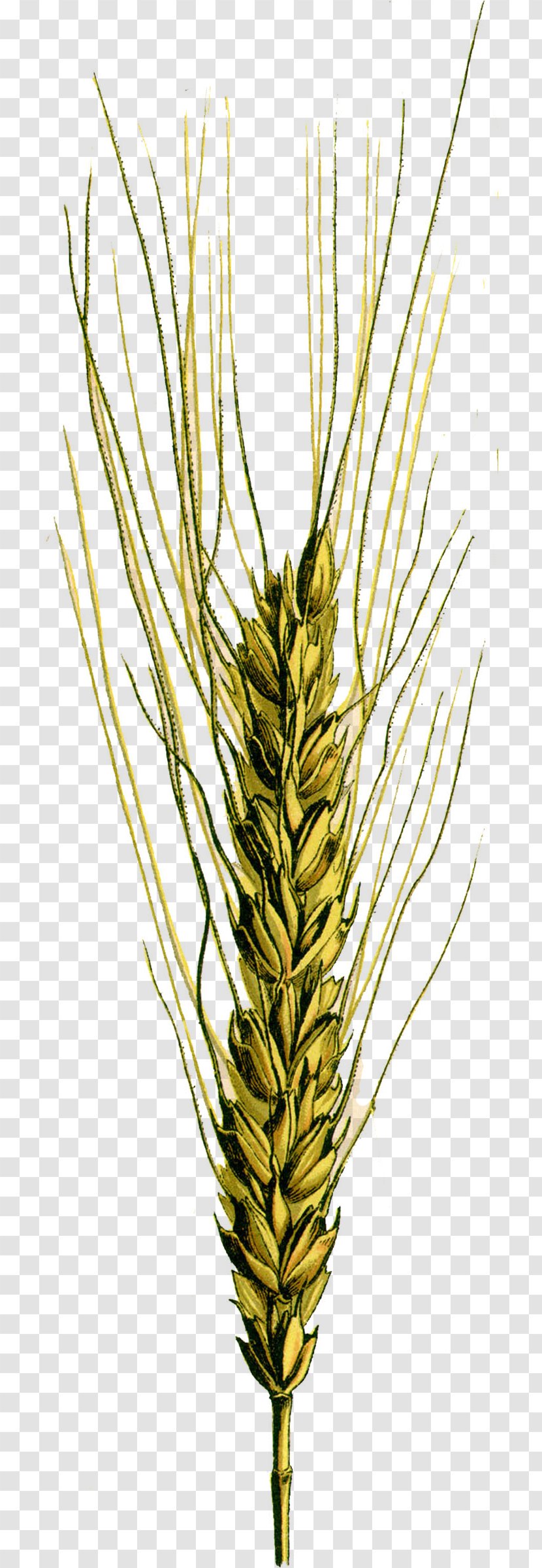 Emmer Common Wheat Spelt Einkorn Cereal Germ - Reed Transparent PNG