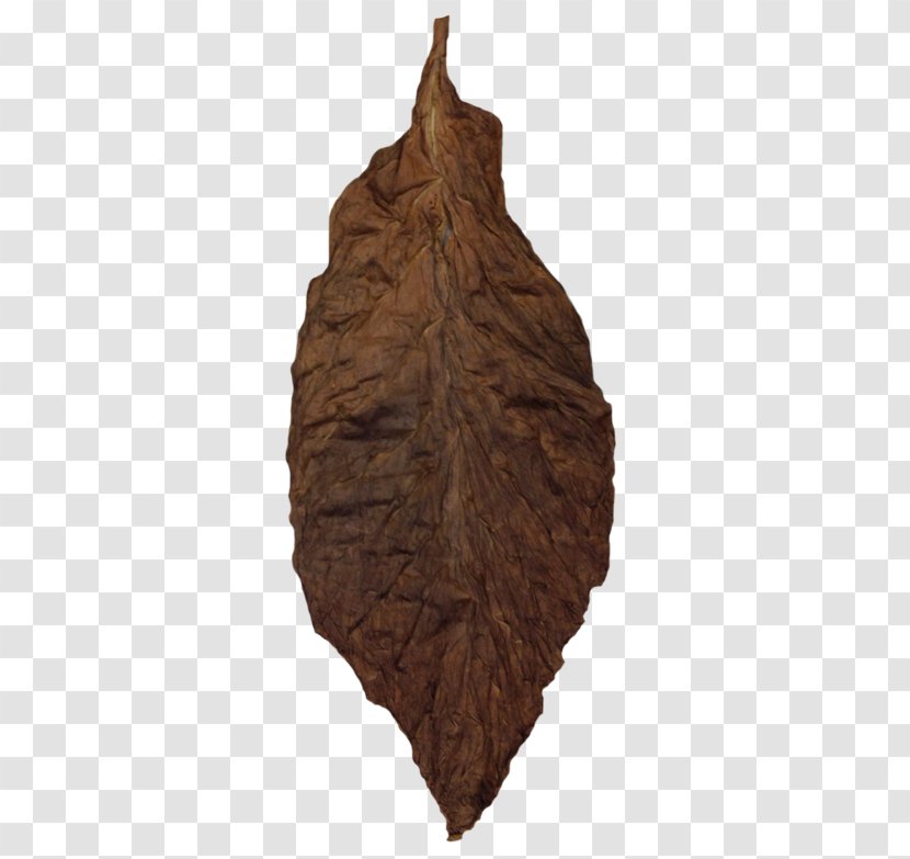 Wood Leaf /m/083vt Transparent PNG