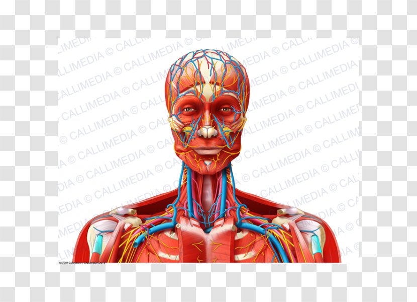 Muscle Blood Vessel Nerve Neck Head - Watercolor - Bloodstain Transparent PNG