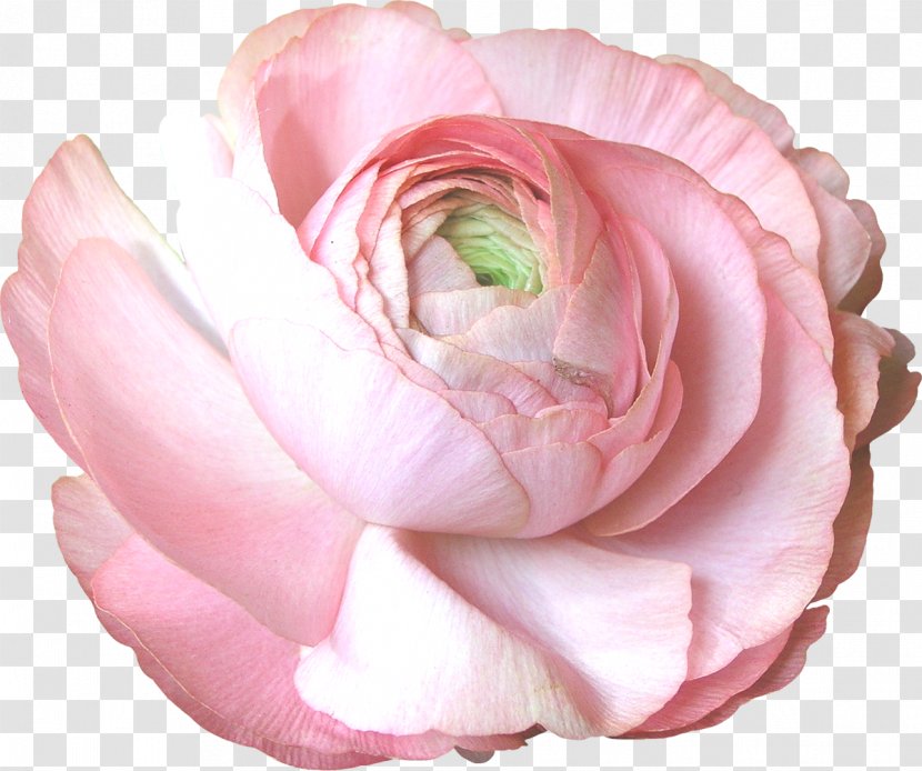 Garden Roses Centifolia Floribunda Cut Flowers - Close Up - Flowering Plant Transparent PNG