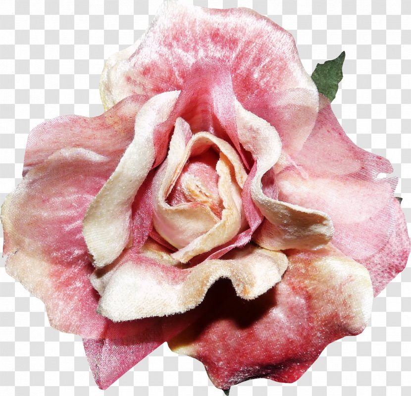 Rose Flower Pink - Order - Roses Transparent PNG