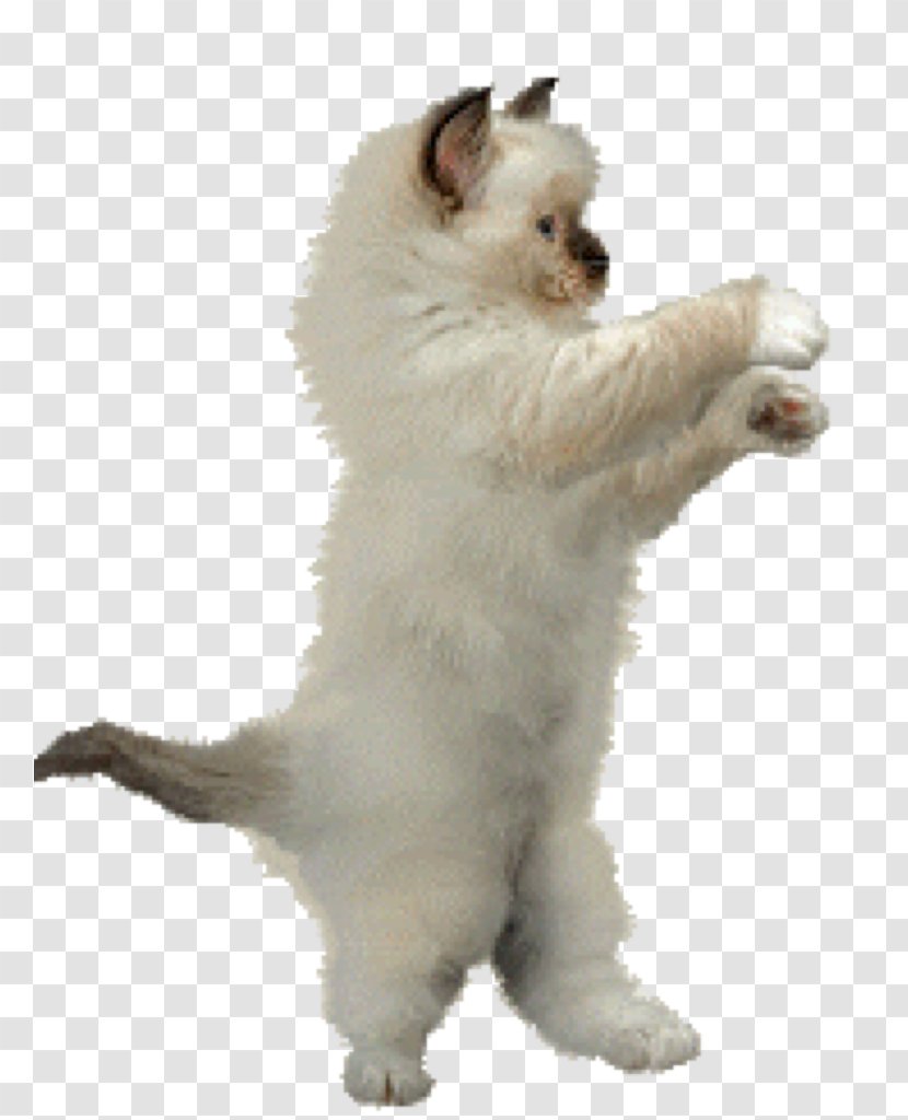Dance Animation Cat Clip Art - Puppy Transparent PNG