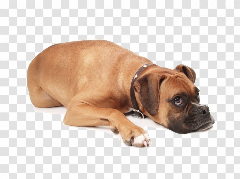 Beagle Boxer Puppy Pet Daylight Saving Time - Dog Lying On The Floor Transparent PNG