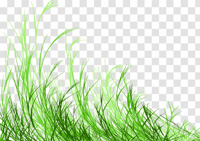 Royalty-free Photography - Meadow - Grass Transparent PNG