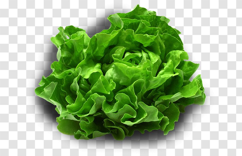 Leaf Vegetable Smoothie Iceberg Lettuce Food Transparent PNG
