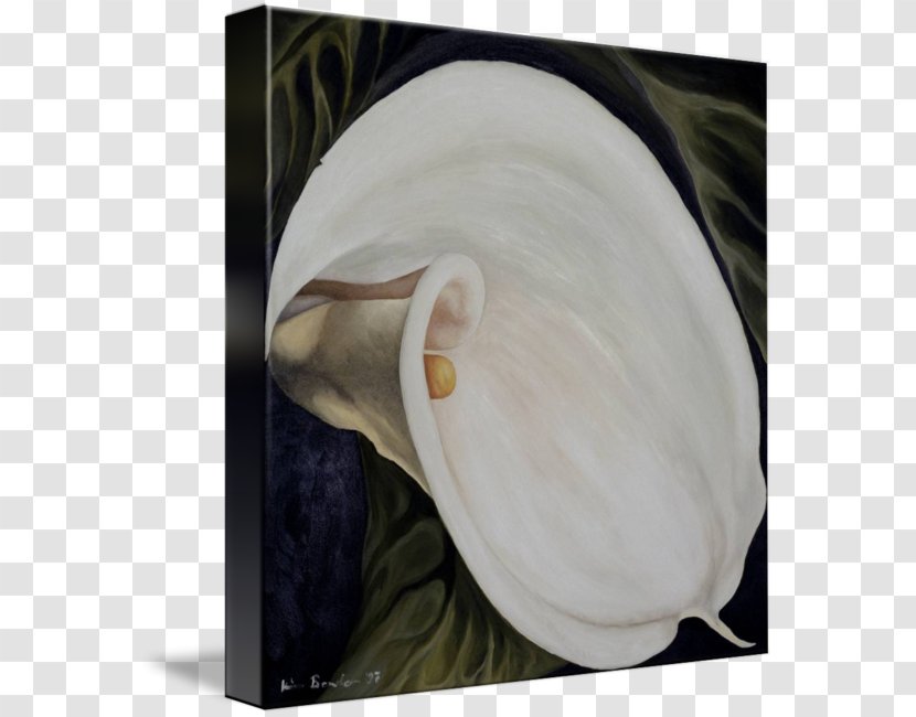 Ear - Jaw - Calla Lily Transparent PNG