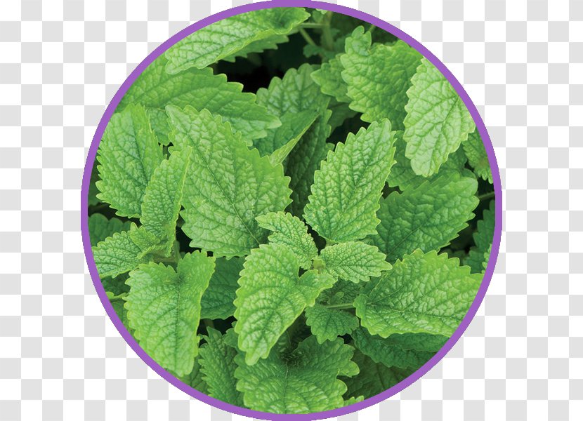 Lemon Balm Herb Seed Beefsteak Plant - Melissa - LEMONbalm Transparent PNG