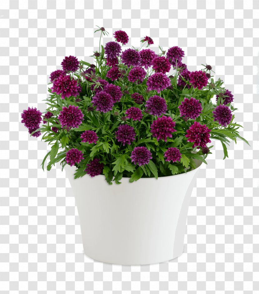 Cut Flowers Seed Flowerpot Artificial Flower - Annual Plant Transparent PNG