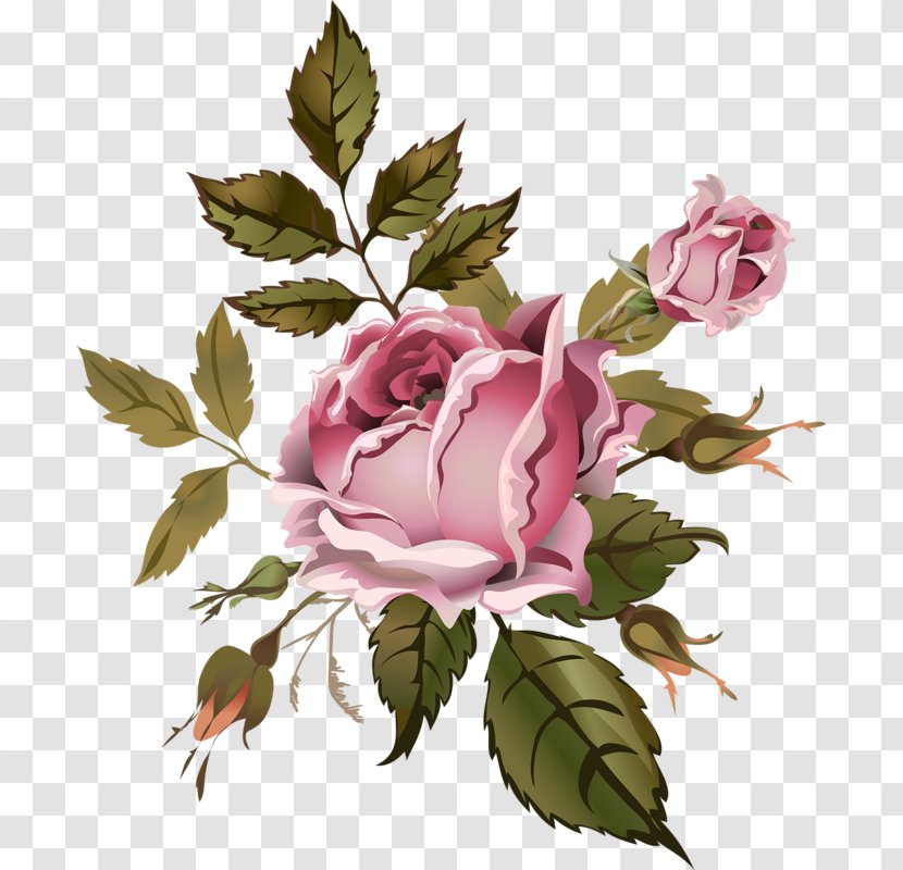Garden Roses Cabbage Rose Floral Design Flower Drawing - Flowering Plant Transparent PNG