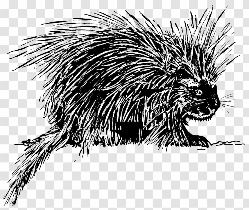 Porcupine Drawing Clip Art - Rodent - Archaeology Clipart Transparent PNG