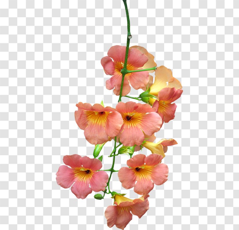 0 16 May Cut Flowers - Moth Orchid - Wood Transparent PNG